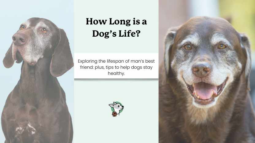two old, graying dogs with text that says "how long is a dog's life?"