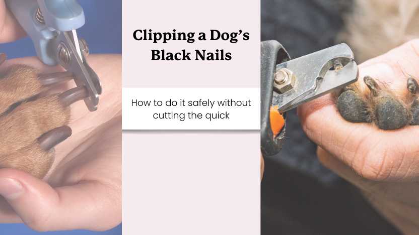 this image shows two dogs getting their nails clipped and text that says "clipping a dog's black nails"
