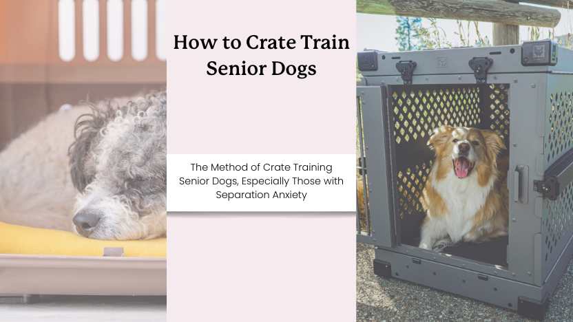 two senior dogs in crates with text that reads "how to crate train senior dogs"