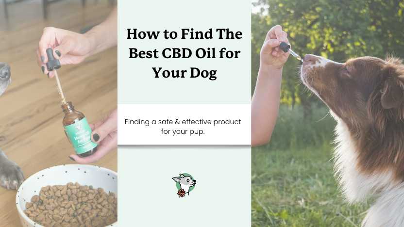 An image of two dogs taking CBD oil from a dropper with text that says "how to find the best CBD oil for your dog"