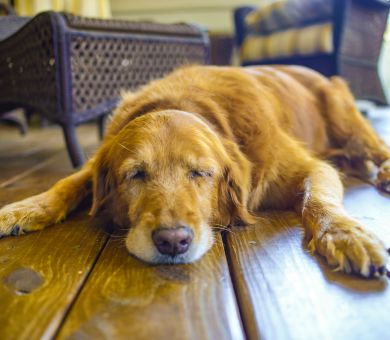 dog sleeping