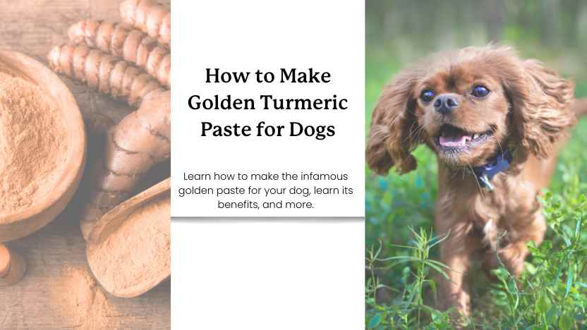 a picture of turmeric and a happy dog and "how to make golden turmeric paste for dogs" text.