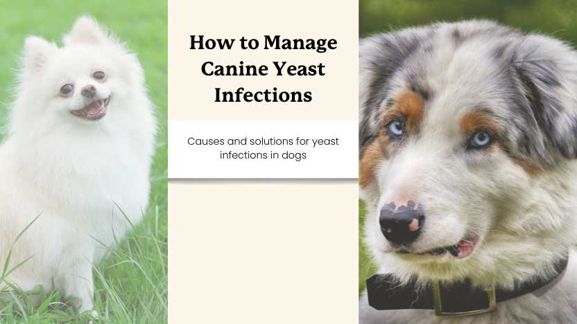 two dogs and text that reads "how to manage canine yeast infections"