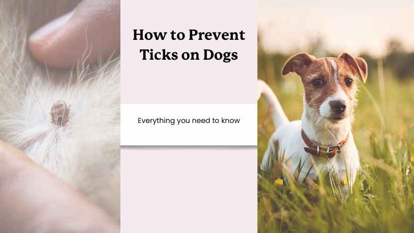 an image of a tick on dog's fur, a dog outside, and text that reads "how to prevent ticks on dogs"