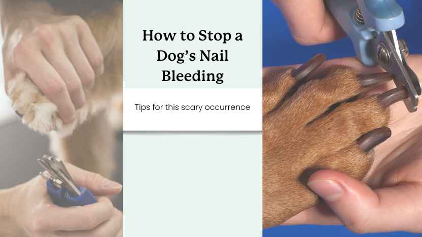 two images of dogs getting their nails clipped with text that says "how to stop a dog's nail bleeding."