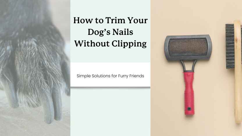 image of a dog with long nails, some nail trimming tools, and text that says "how to trim your dog's nails without clipping"
