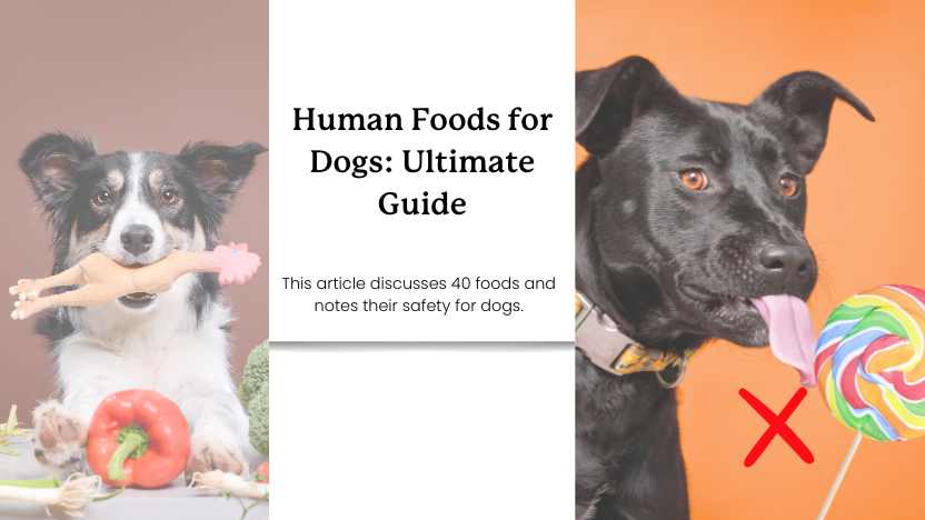 This image shows a dog eating chicken and another dog licking a lollipop with text that reads "human foods for dogs: ultimate guide" - this article discusses 40 human foods and their safety for dogs".