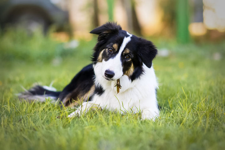 black white and brown border collie mix laying in a grass field
