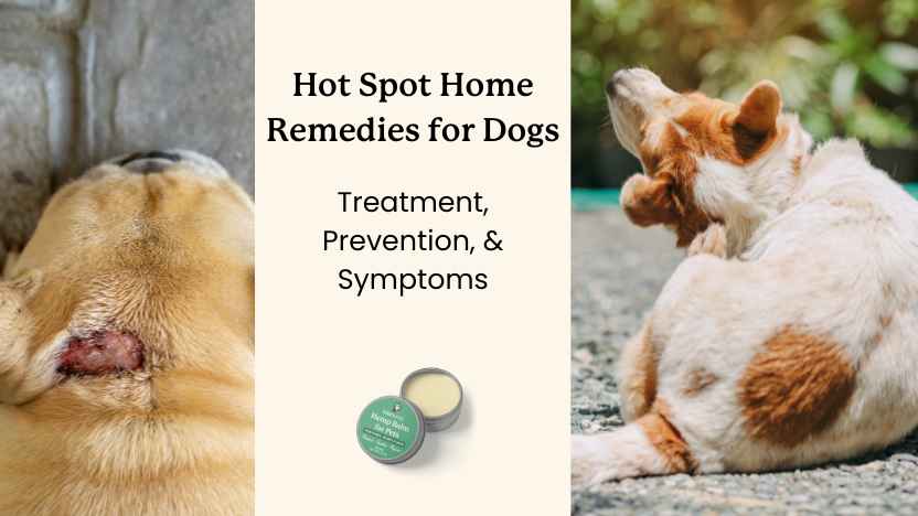 two images of dogs with hot spots and text that says "hot spot home remedies for dogs"