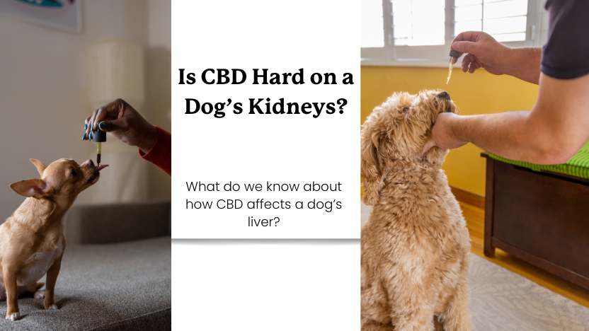 Two dogs taking CBD oil, and text that reads "Is CBD Hard on a Dog's Kidneys?"