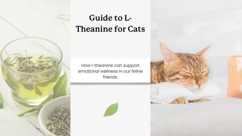 image of cat sleeping, green tea, and text that reads "guide to l-theanine for cats"