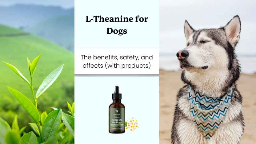this image shows a green tea leaf and a calm dog near a beach, as well as a bottle of l-theanine chamomile cbd oil, with text that says "l-theanine for dogs" naming the article.