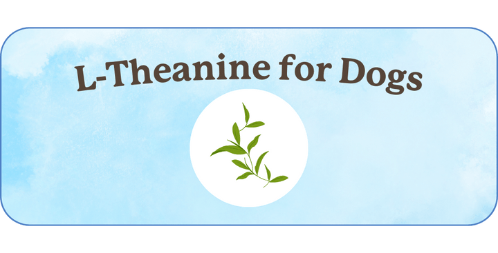 L-Theanine for Dogs