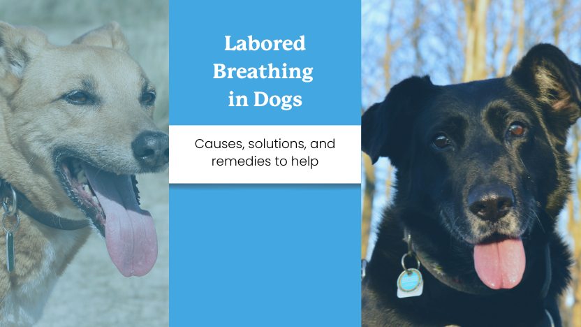 Two dogs panting next to text that says "labored breathing in dogs"