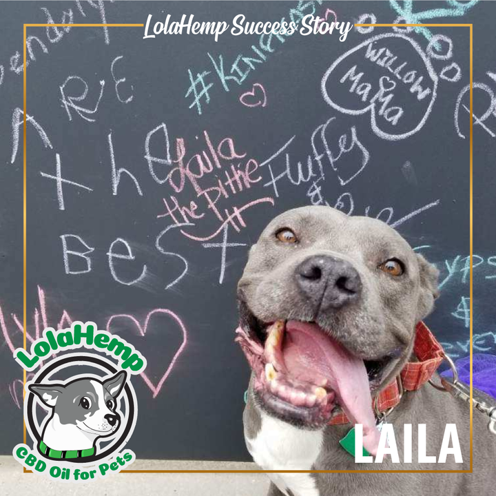 Laila the gray pit mix sitting in front of a chalkboard with tongue hanging out