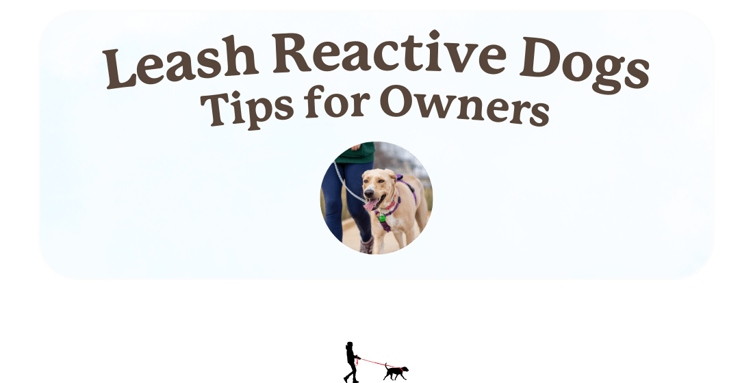 Correcting Leash Reactivity