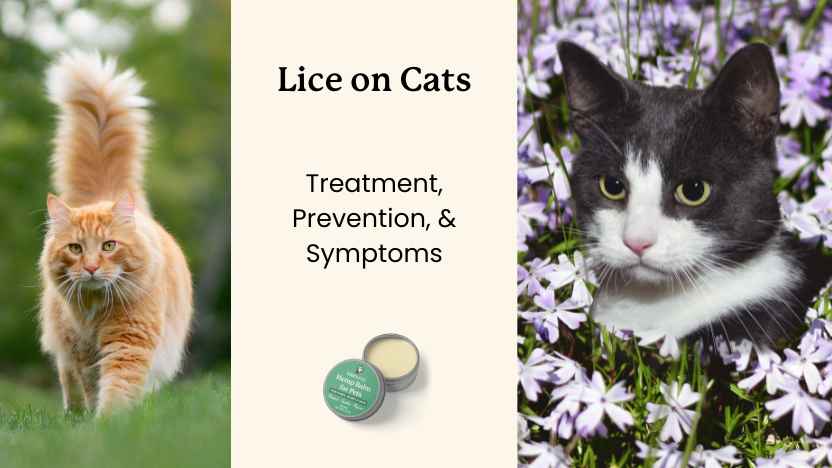 two cats outdoors - the main location where they get infested with lice.