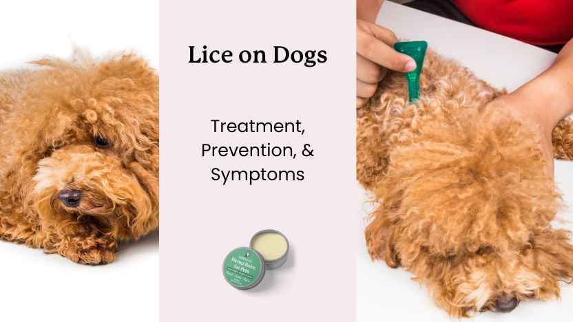 photo of lice on dogs, photo of checking for lice on dogs