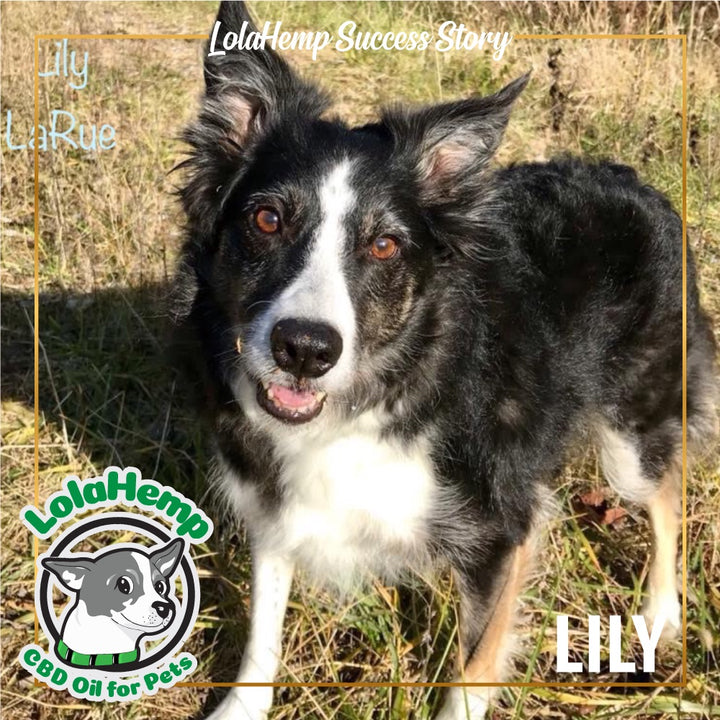 Lily the black and white Border Collie standing in a field