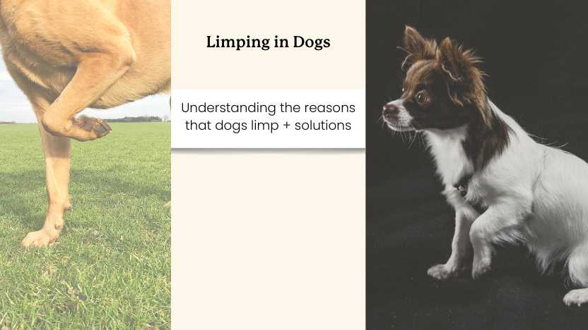 This image shows two limping dogs and text that says "limping in dogs"