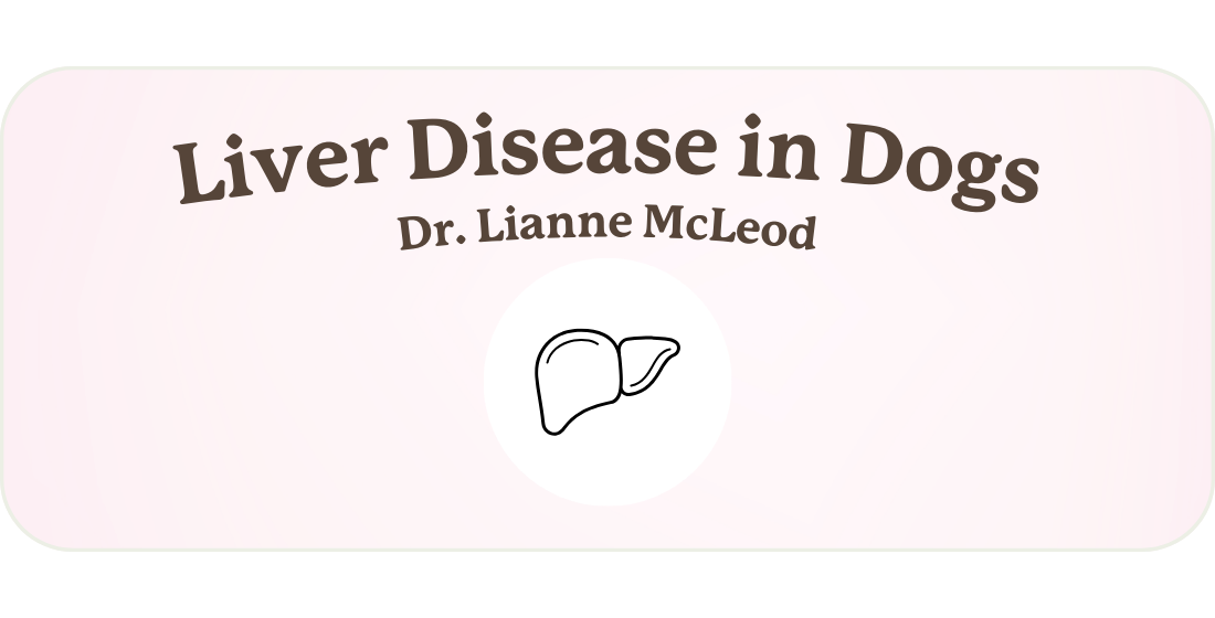 What Causes Liver Disease in Dogs?