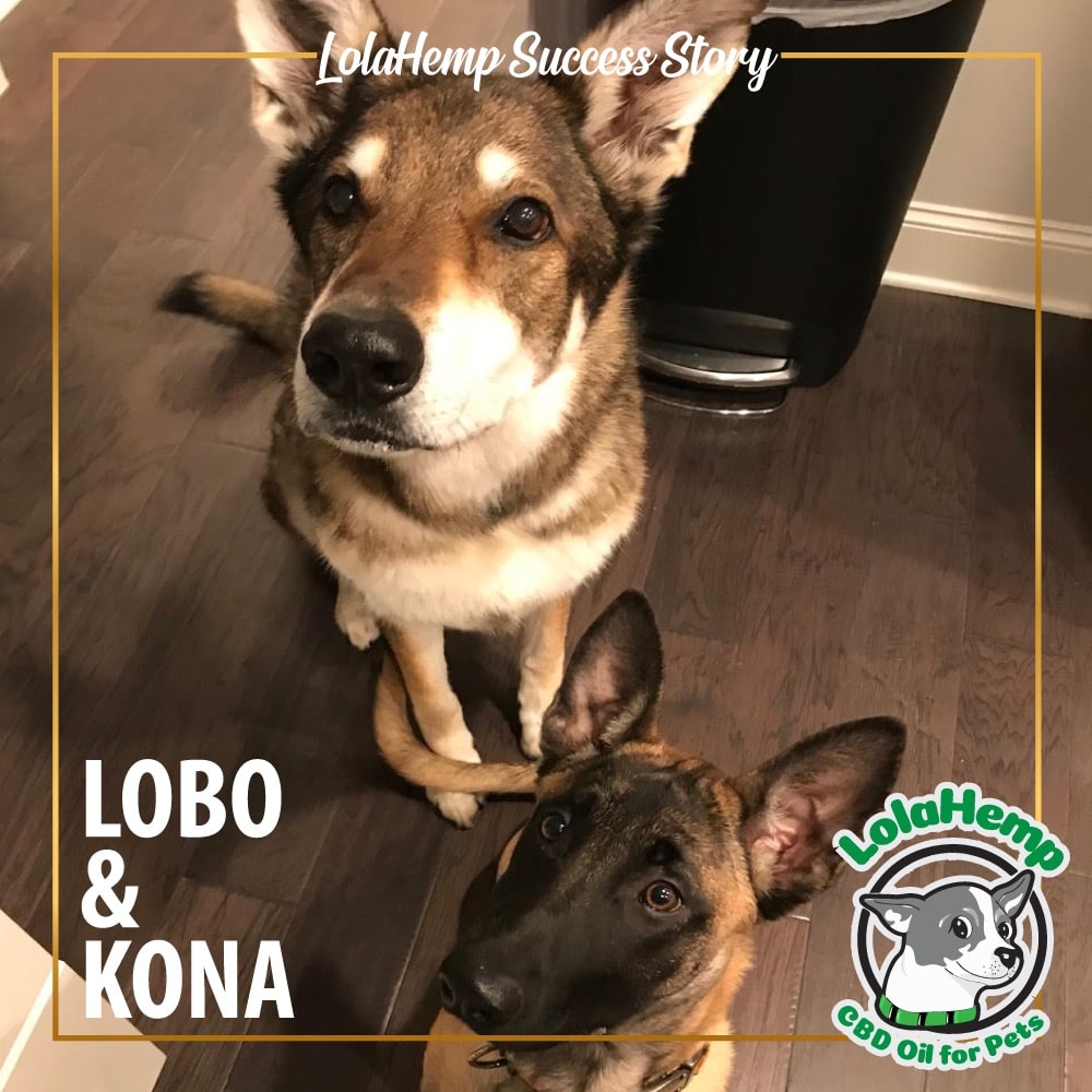 Two german shepherd dogs sitting looking up