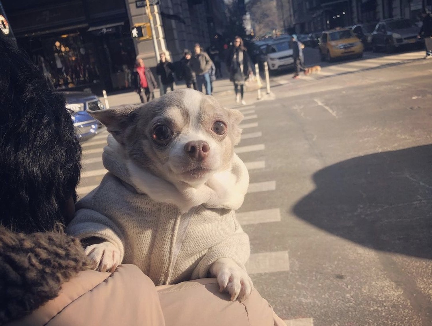 Small brown and white chihuahua Lola being carried by her mom down the street