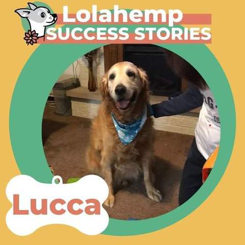 Golden Retriever Lucca sitting with blue bandana around his neck