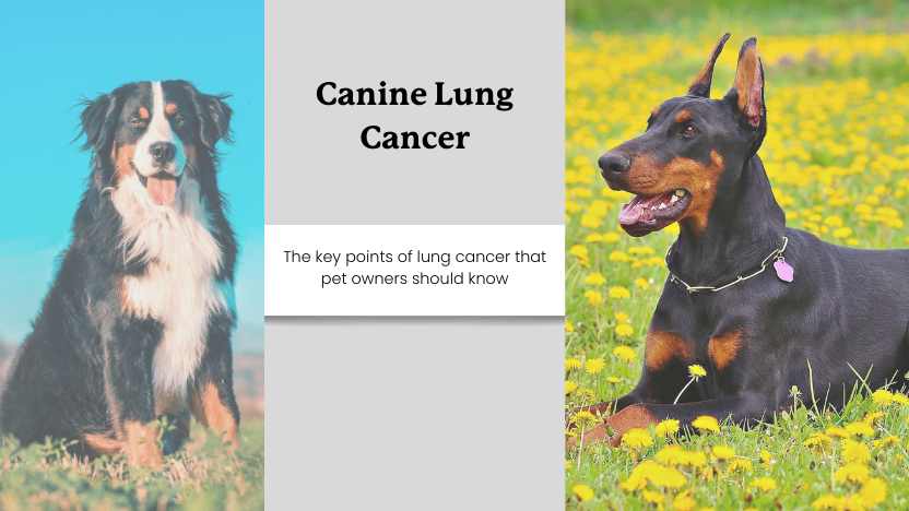 two images of dogs that are vulnerable to lung cancer, and text that reads "canine lung cancer"