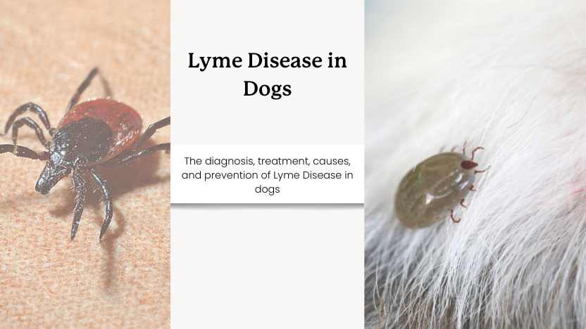 two images of dogs on dogs or skin and text that reads "lyme disease in dogs."