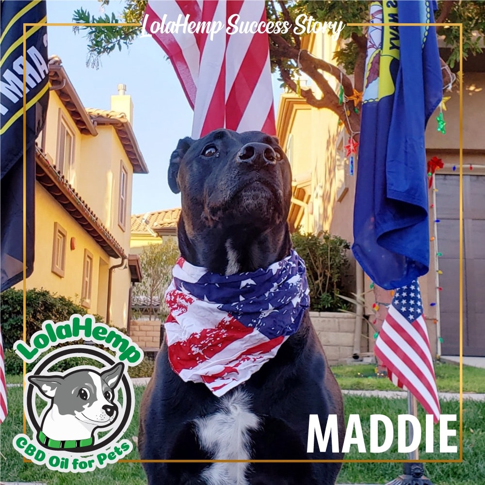 Maddie the big black lab pointer mix wearing American flag bandana sitting outside 