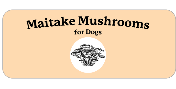 Maitake Mushrooms Benefits for Dogs