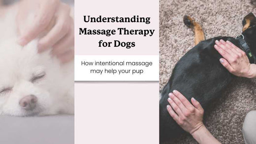 Two dogs getting massages, and text that says "understanding massage therapy for dogs"