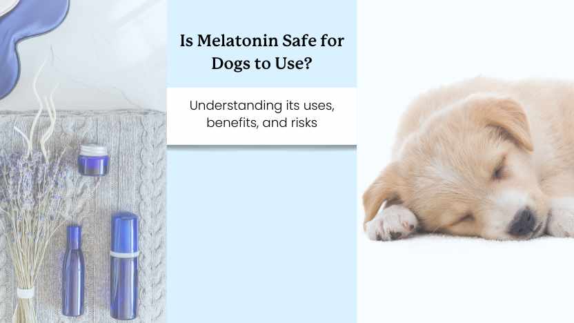 image of melatonin and a sleeping dog with text that says "is melatonin safe for dogs to use?"