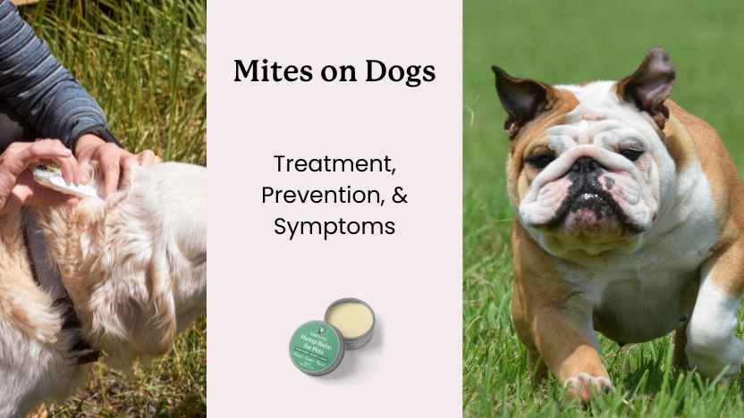 main image for mites on dogs guide - two images of dogs outside, text that lists article title.