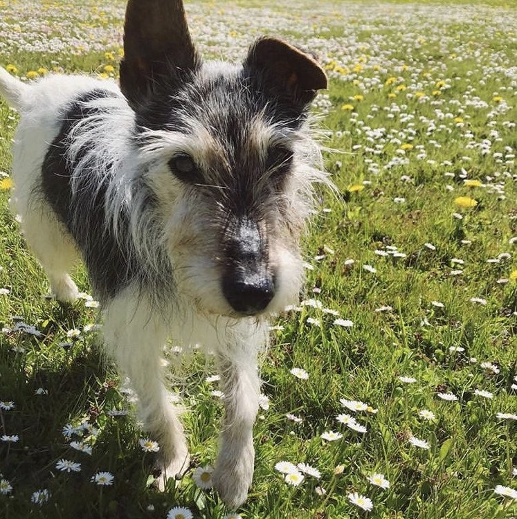 small black and white dog