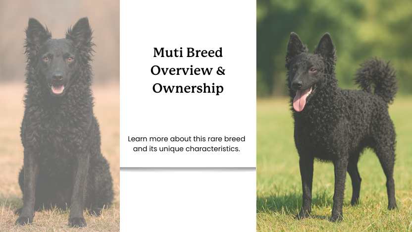 Mudi | Dog Ownership & Breed Guide