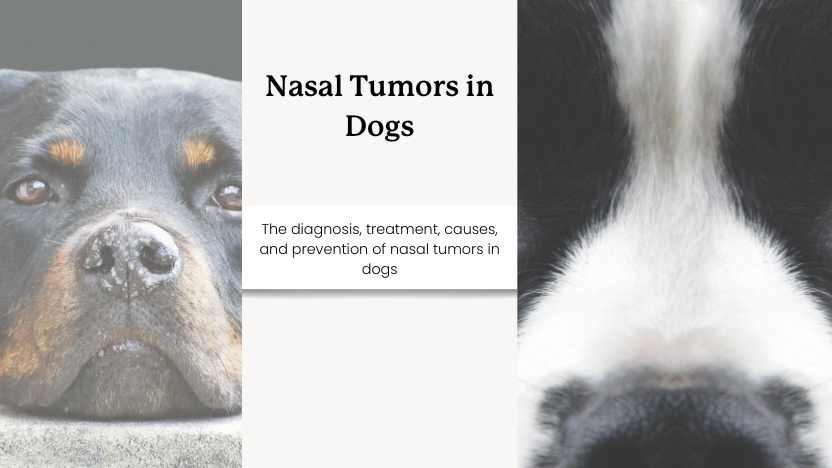 two dogs with prominent noses and text that reads "nasal tumors in dogs"