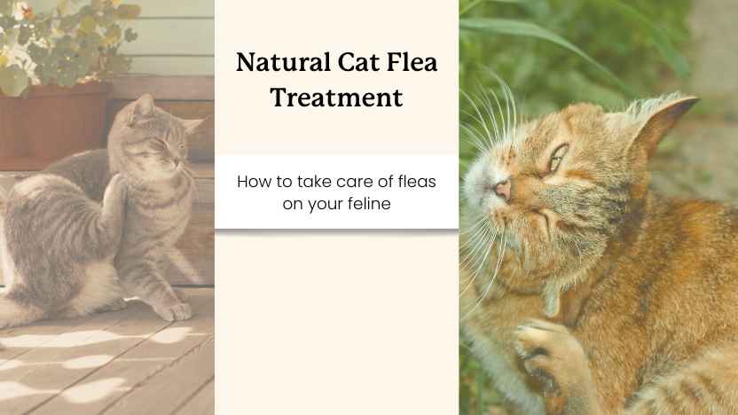 two images of cats with fleas and text that says "natural cat flea treatment"