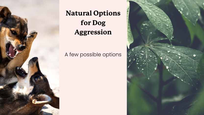 image of small dogs fighting next to a natural remedy