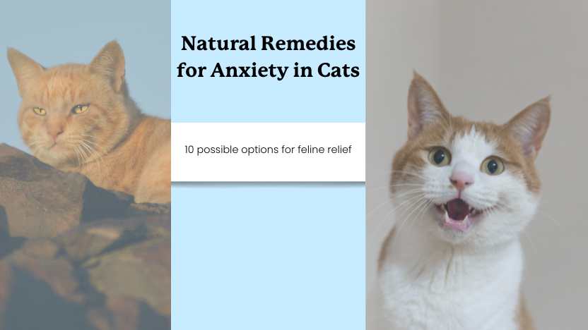 Two cats and text that reads "natural remedies for anxiety in cats."