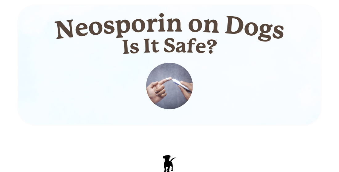 Can You Put Neosporin on a Dog Wound?