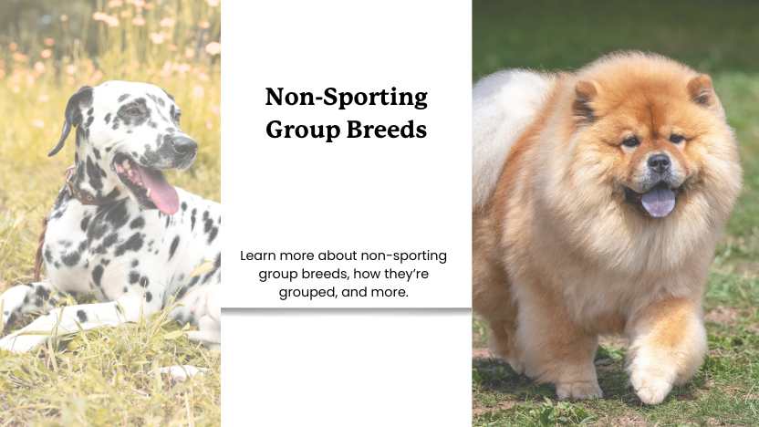 two images of non-sporting group dogs and text that reads "non-sporting group breeds"