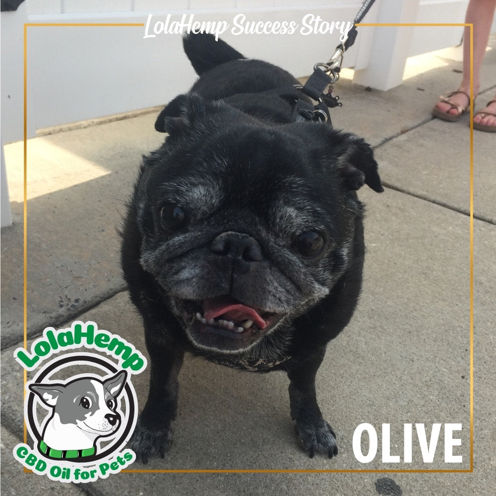 Olive the black senior pug standing outside