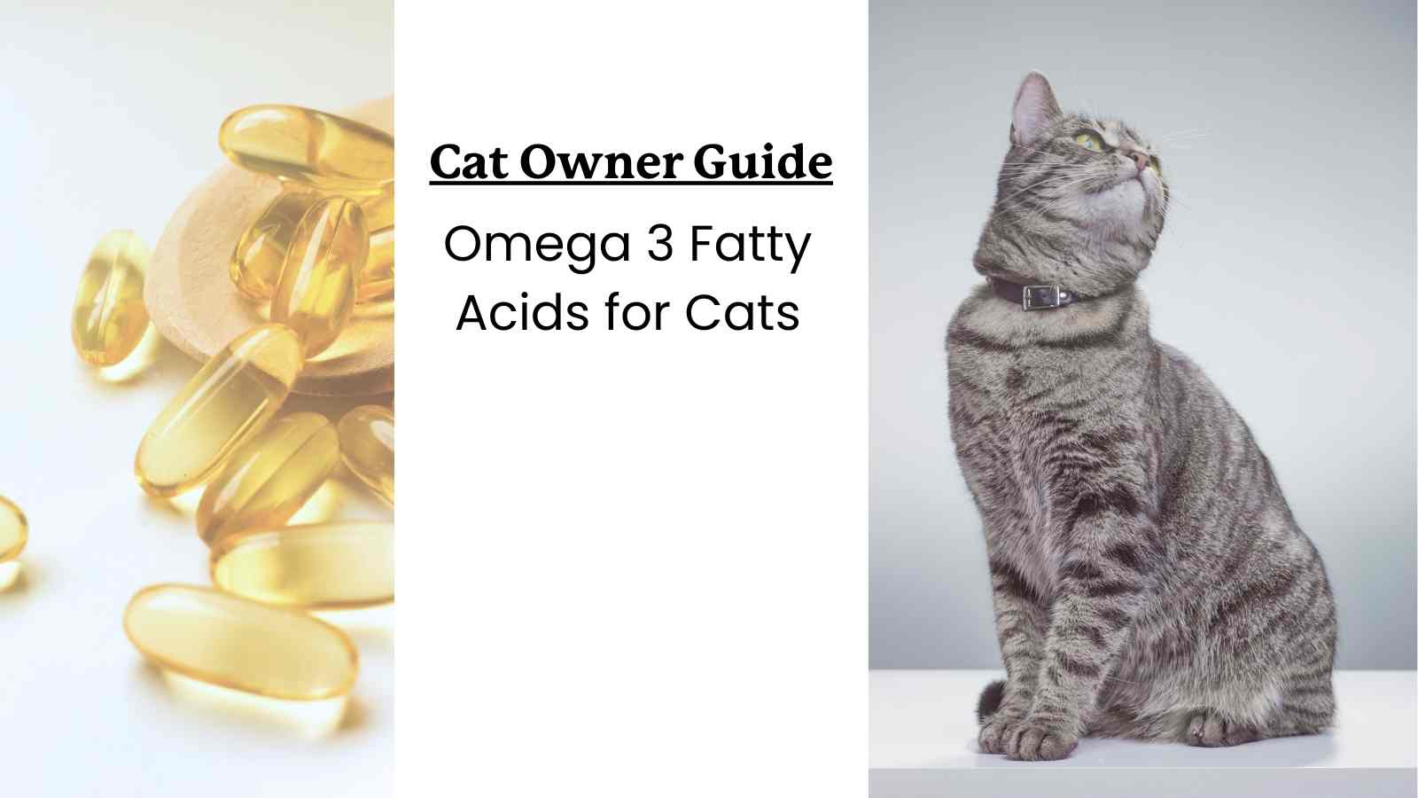 This article is a guide to omega 3 fatty acids for cats