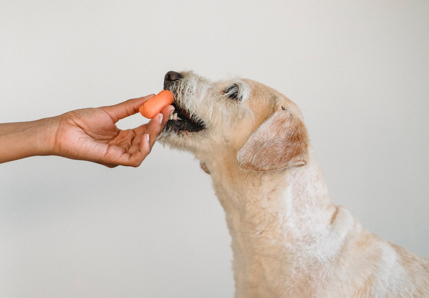 little white dog eating a carrot 