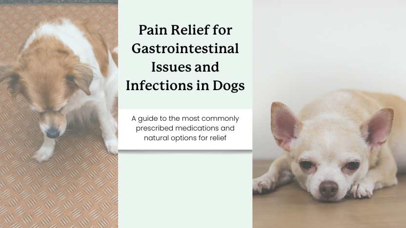 two dogs with stomach issues and text that reads "pain relief for gastrointestinal issues and infections in dogs".