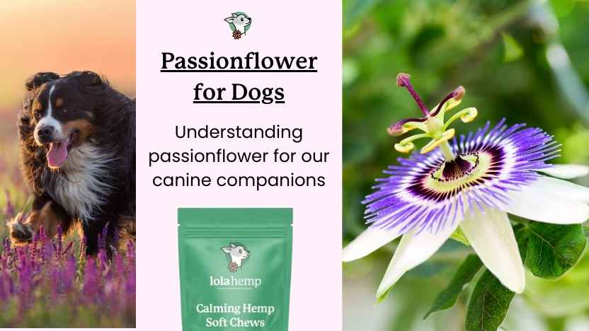 passionflower next to dog in flowers, text and an image of Lolahemp calming chews