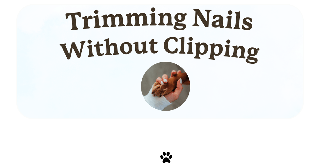 Keeping Dog Nails Short Without Clipping