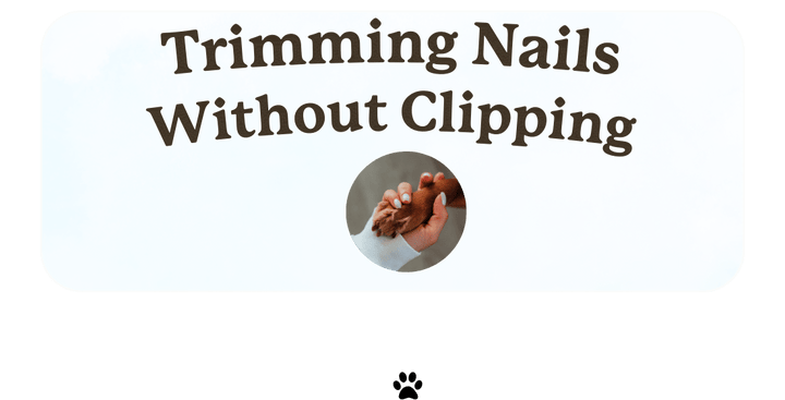 Keeping Dog Nails Short Without Clipping